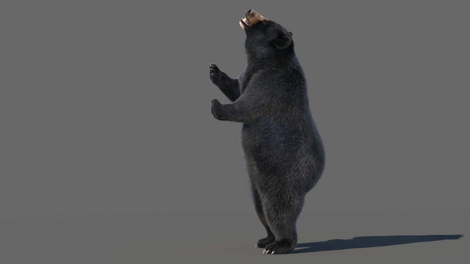 Animated Black Bear 3D Model with Fur Advanced 360° view 5 frame 56