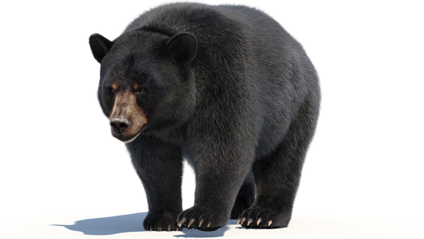 Animated Black Bear 3D Model with Fur