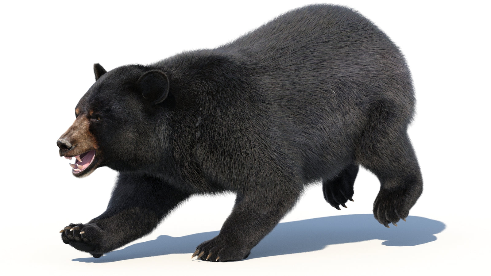 Animated Black Bear 3D Model with Fur Advanced 360° view 3 frame 4