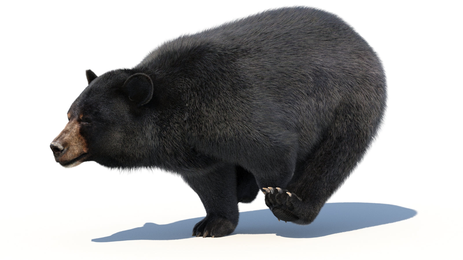 Animated Black Bear 3D Model with Fur Advanced 360° view 3 frame 11
