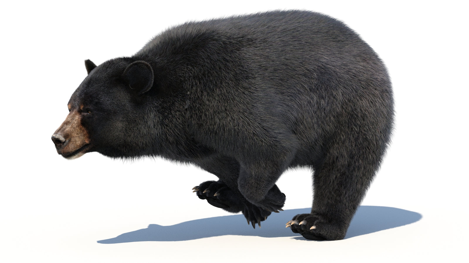 Animated Black Bear 3D Model with Fur Advanced 360° view 3 frame 13