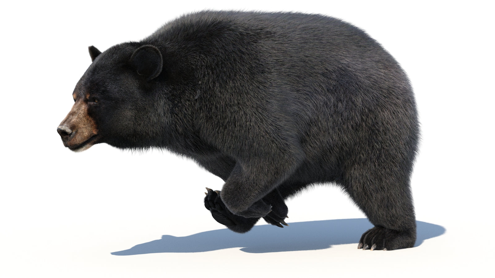 Animated Black Bear 3D Model with Fur Advanced 360° view 3 frame 15