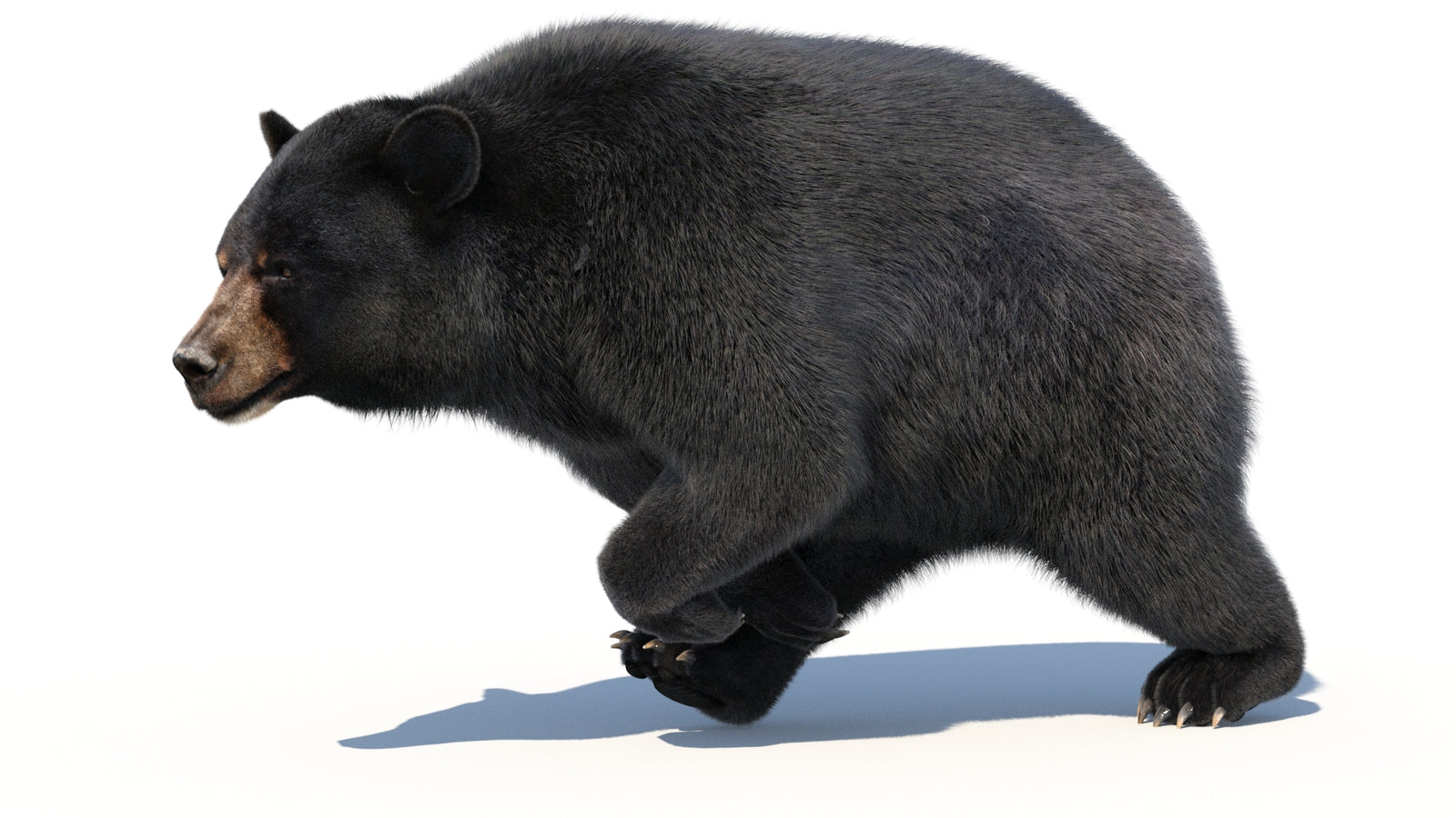 Animated Black Bear 3D Model with Fur Advanced 360° view 3 frame 16
