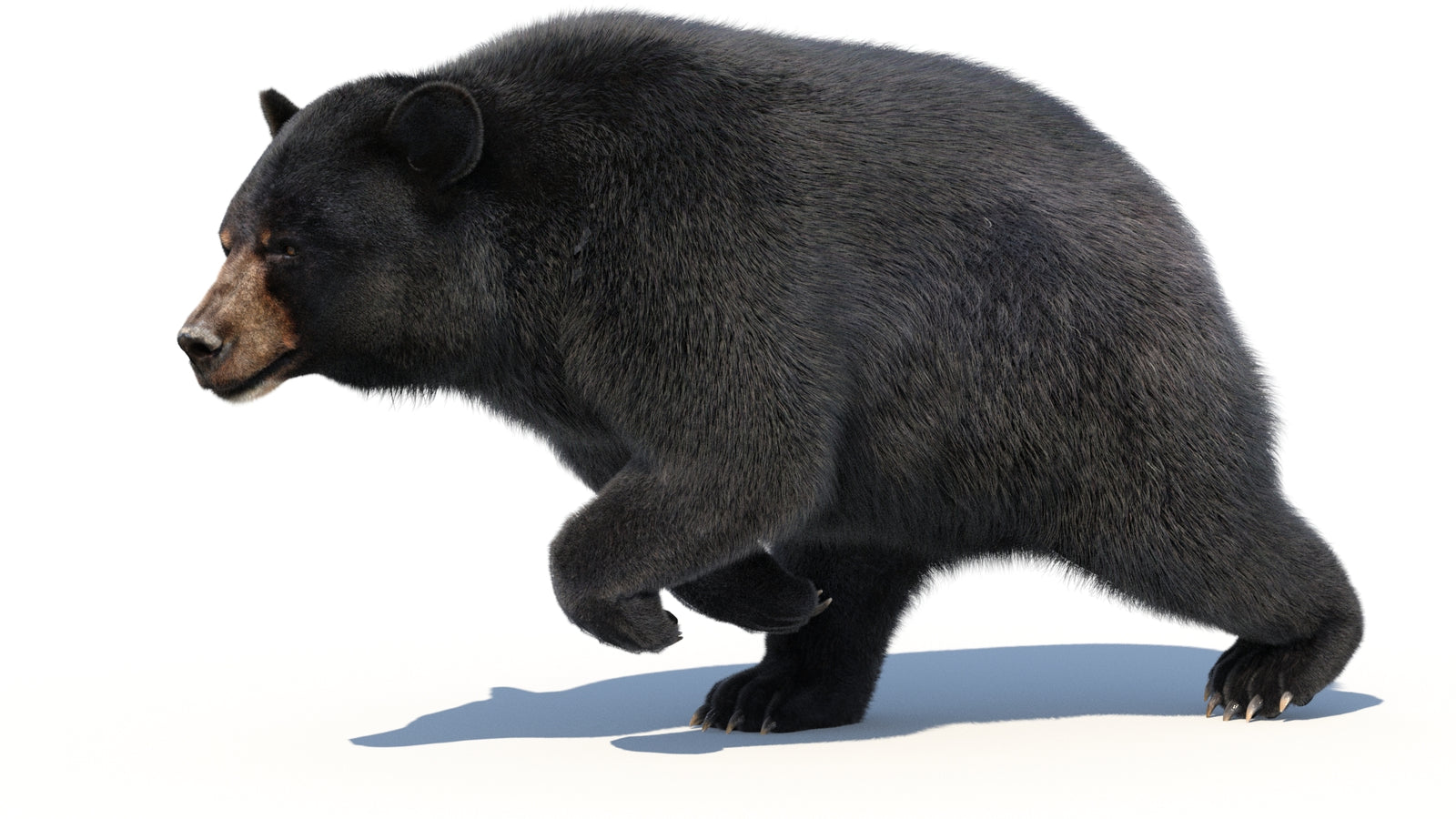 Animated Black Bear 3D Model with Fur Advanced 360° view 3 frame 17