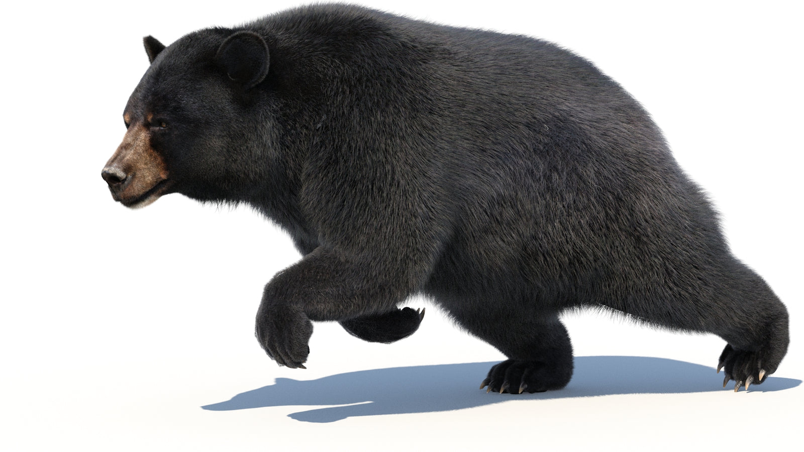 Animated Black Bear 3D Model with Fur Advanced 360° view 3 frame 19