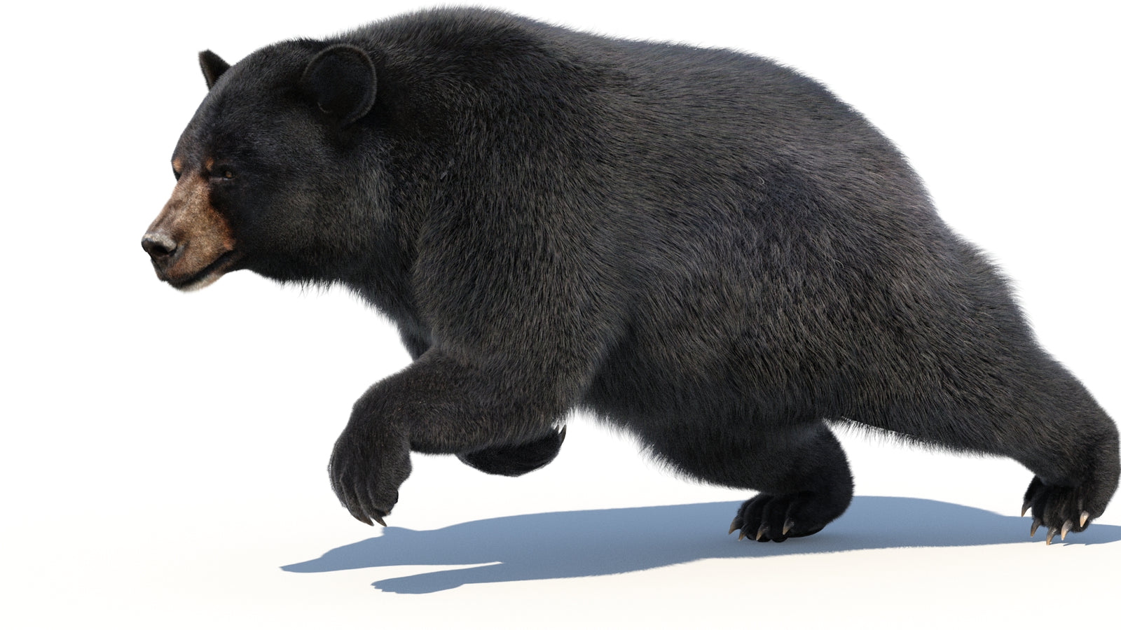 Animated Black Bear 3D Model with Fur Advanced 360° view 3 frame 20
