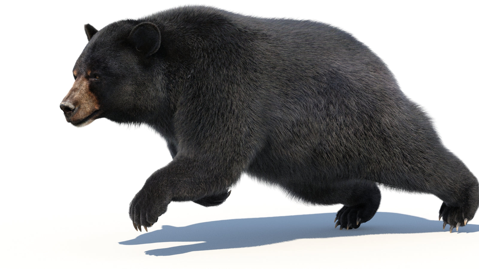 Animated Black Bear 3D Model with Fur Advanced 360° view 3 frame 21