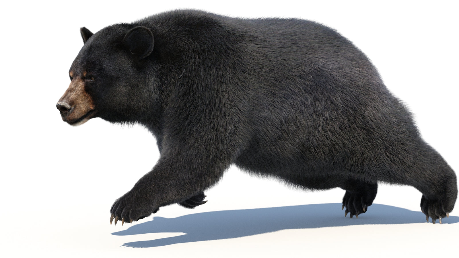 Animated Black Bear 3D Model with Fur Advanced 360° view 3 frame 22