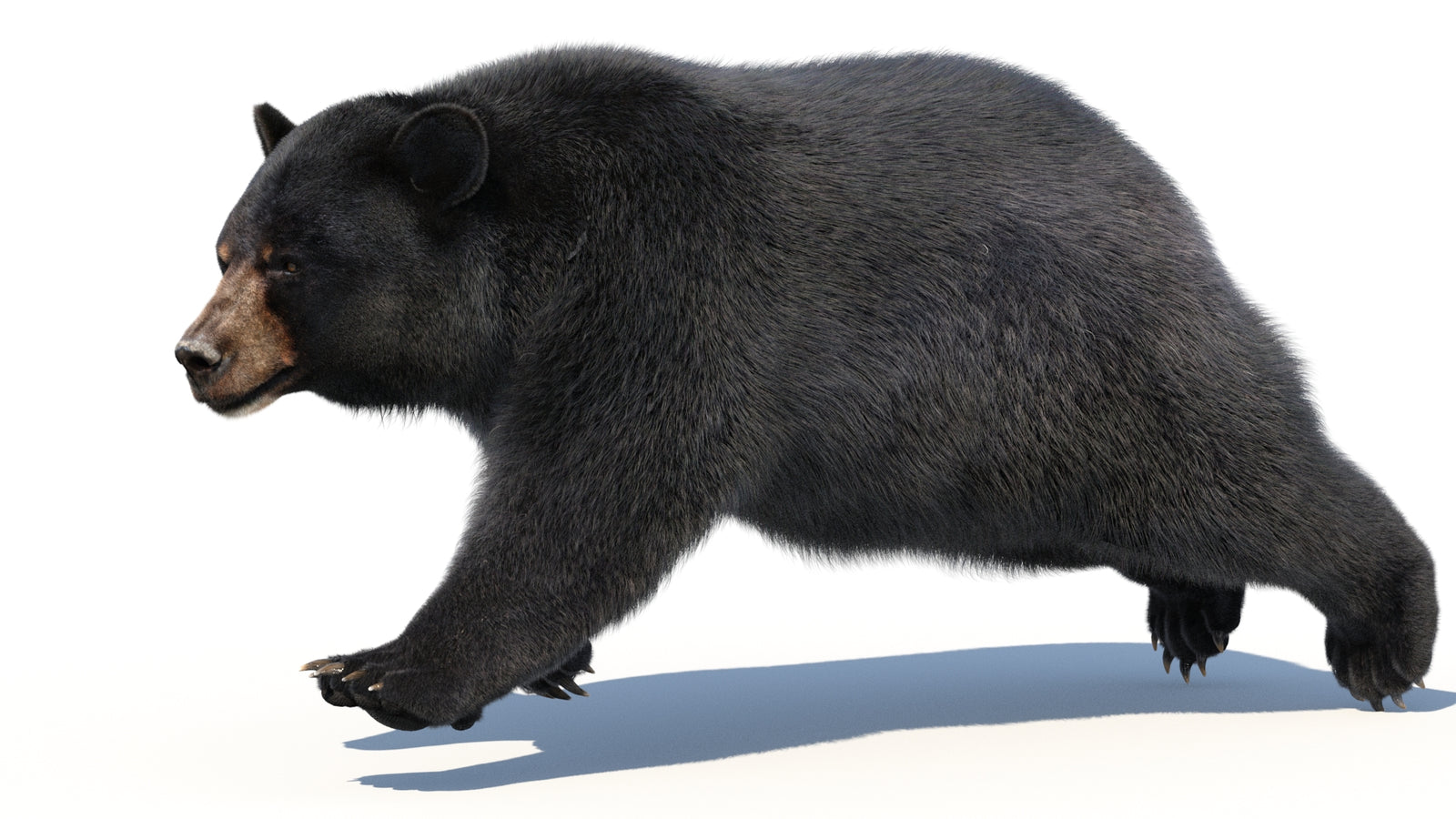 Animated Black Bear 3D Model with Fur Advanced 360° view 3 frame 23