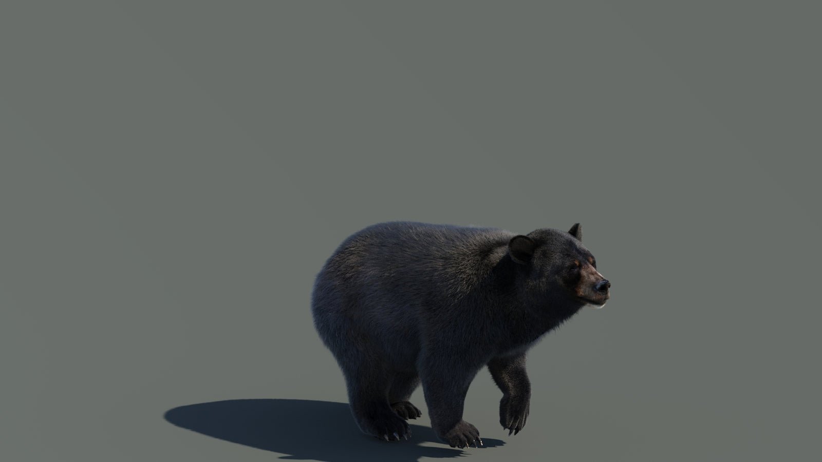 Animated Black Bear 3D Model with Fur Advanced 360° view 4 frame 18
