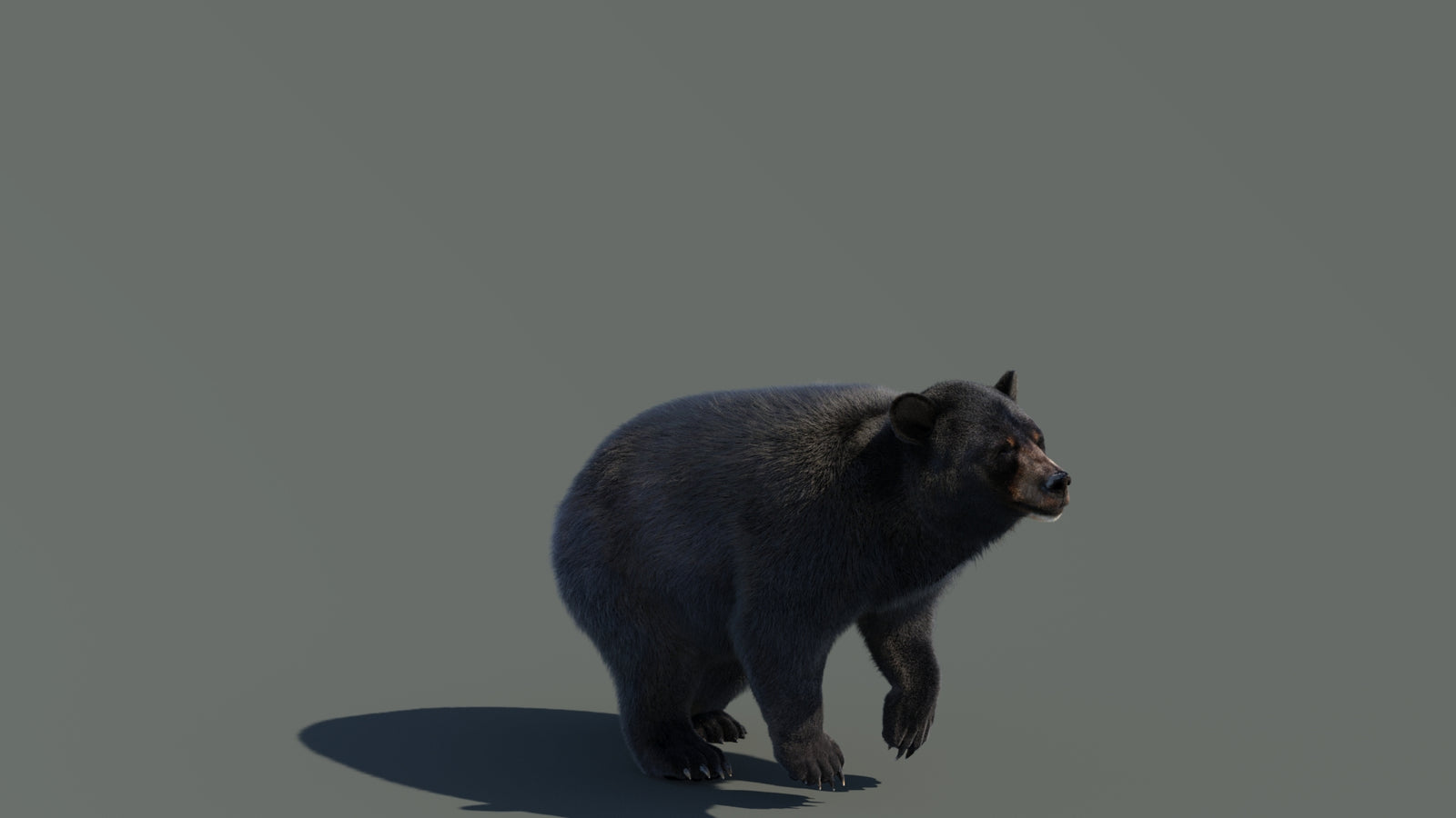 Animated Black Bear 3D Model with Fur Advanced 360° view 4 frame 19