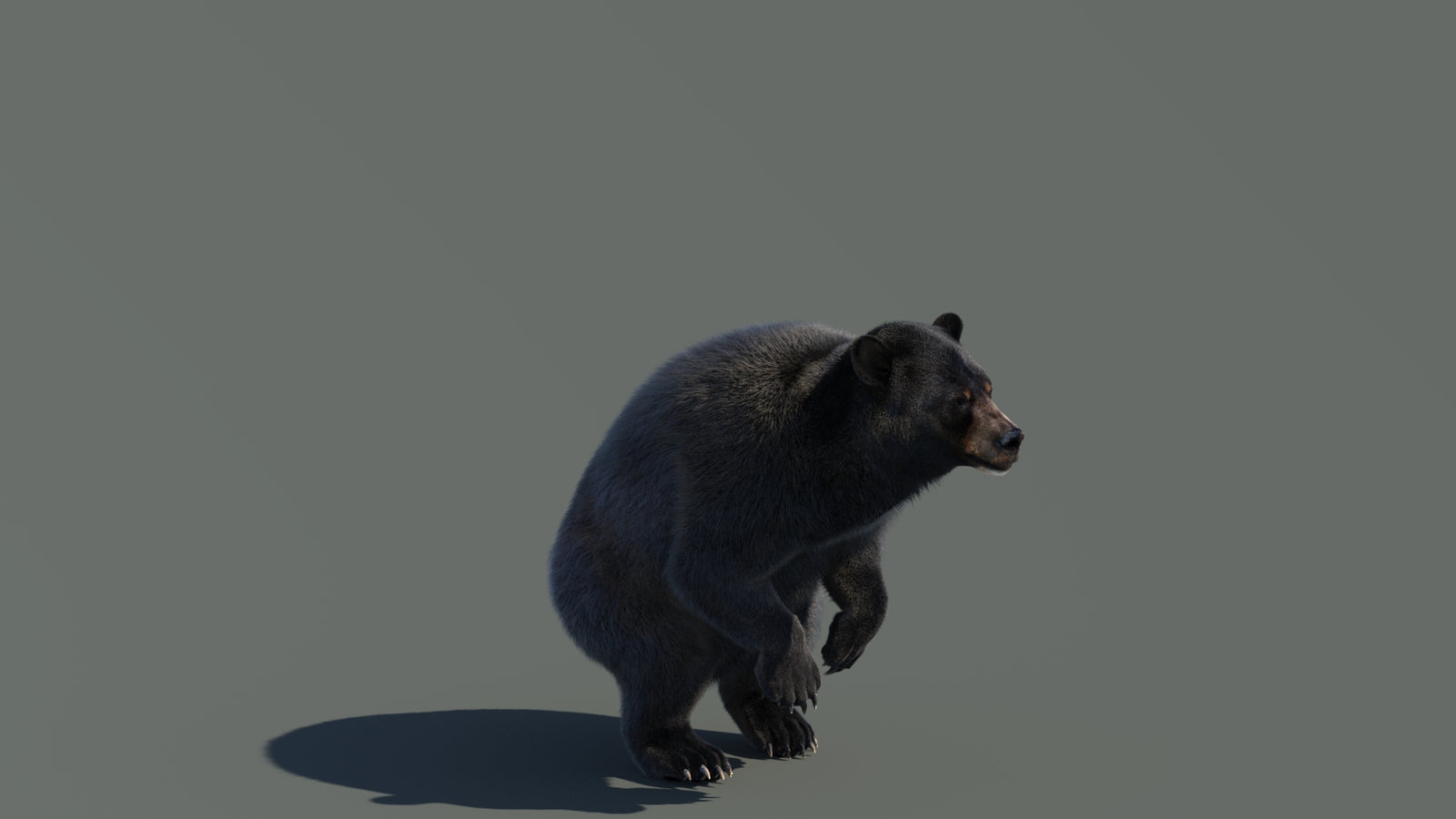 Animated Black Bear 3D Model with Fur Advanced 360° view 4 frame 25
