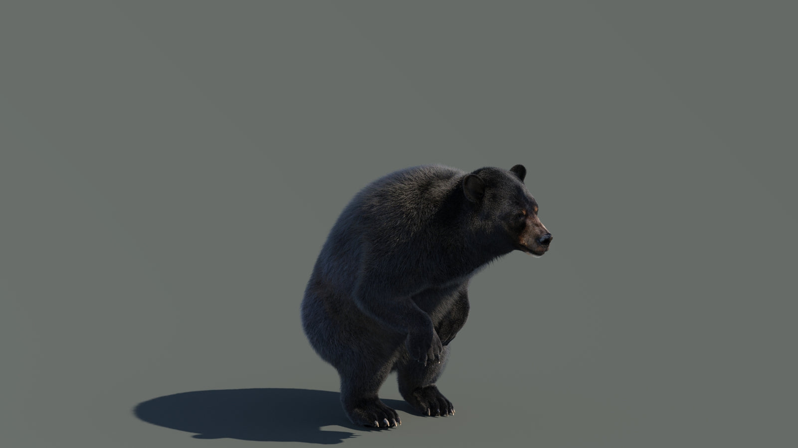 Animated Black Bear 3D Model with Fur Advanced 360° view 4 frame 29