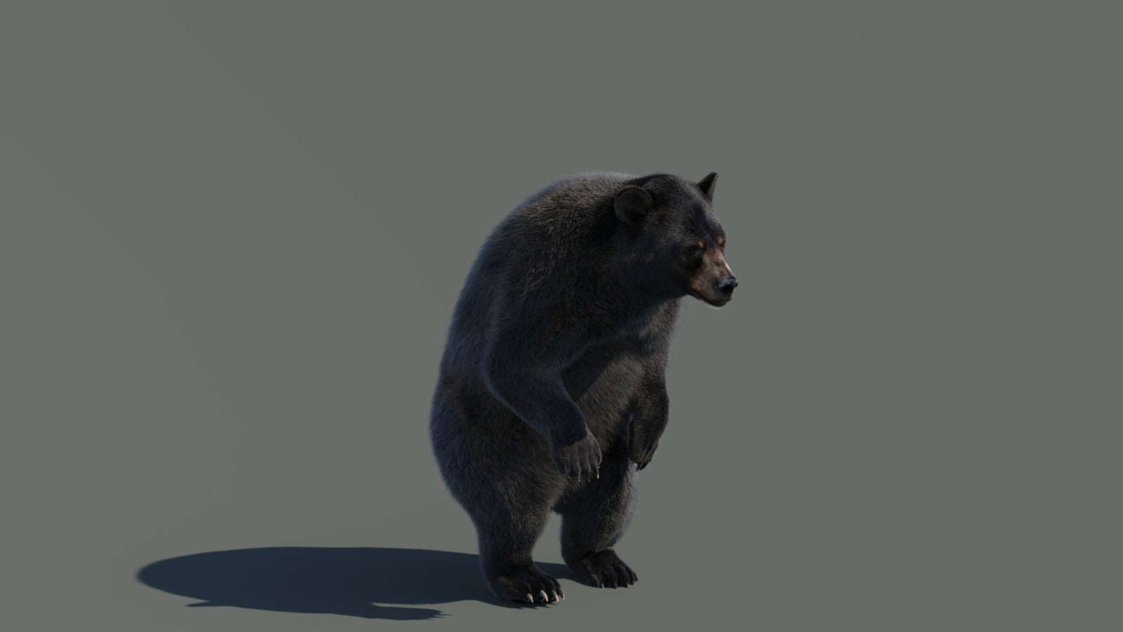 Animated Black Bear 3D Model with Fur Advanced 360° view 4 frame 35