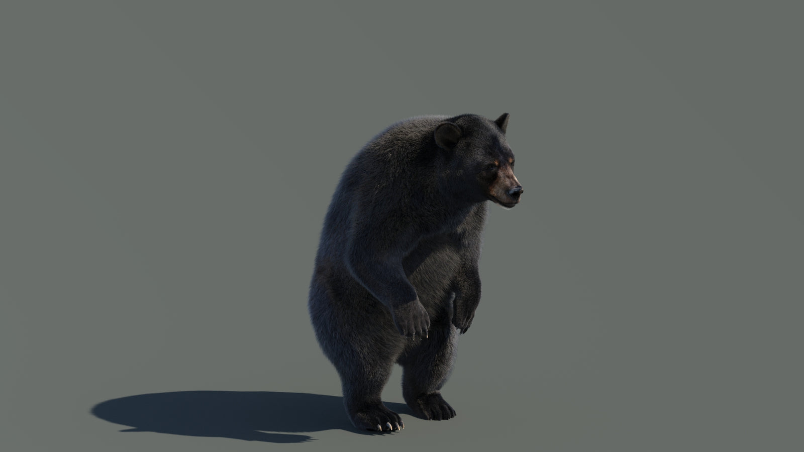 Animated Black Bear 3D Model with Fur Advanced 360° view 4 frame 36