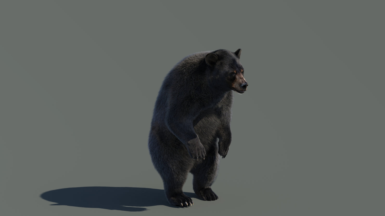 Animated Black Bear 3D Model with Fur Advanced 360° view 4 frame 37