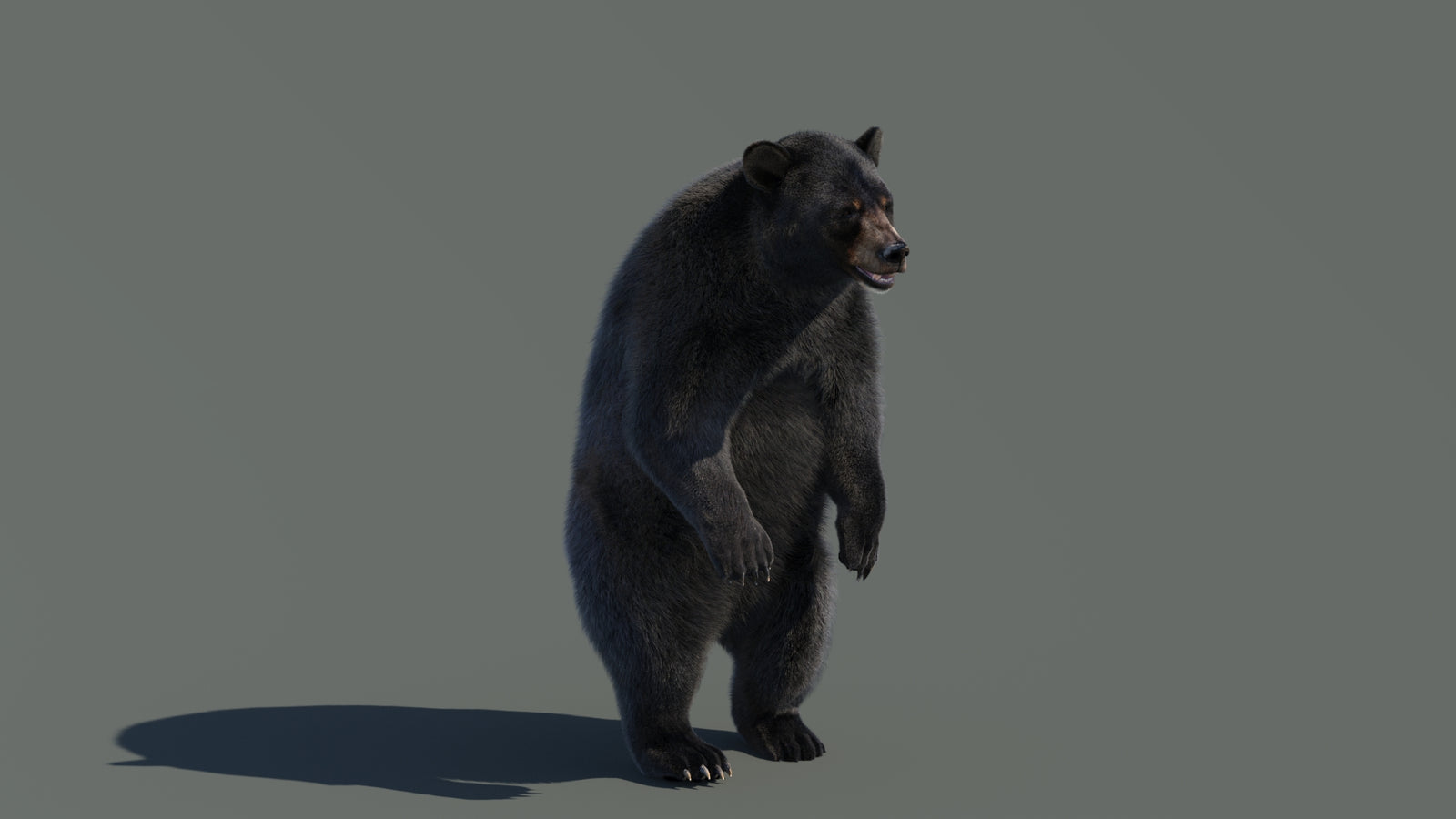 Animated Black Bear 3D Model with Fur Advanced 360° view 4 frame 40