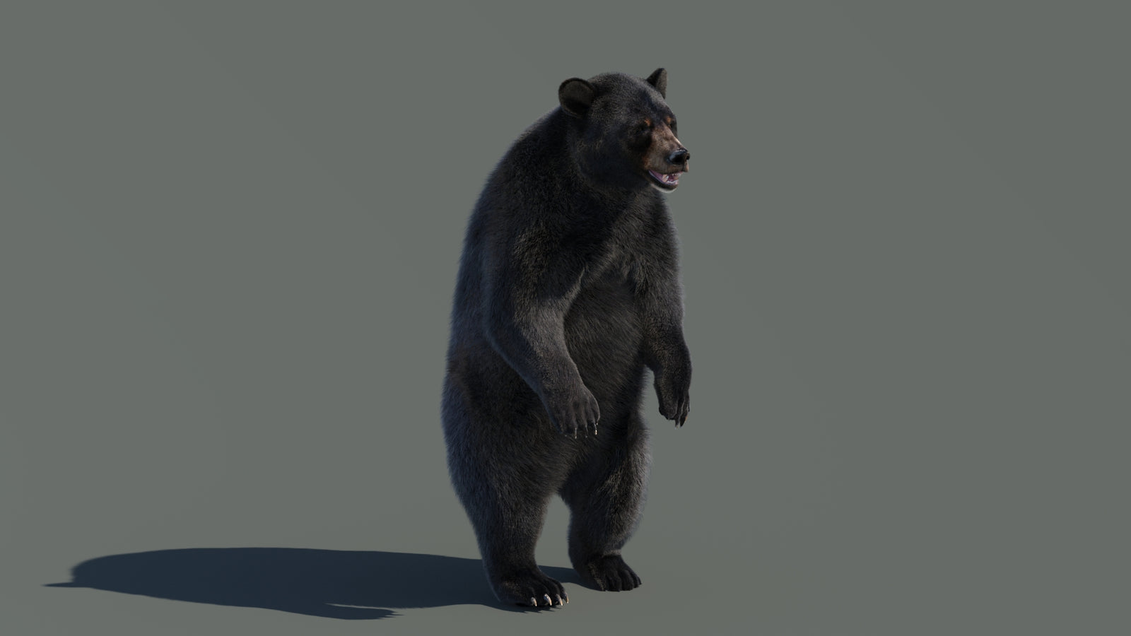 Animated Black Bear 3D Model with Fur Advanced 360° view 4 frame 43