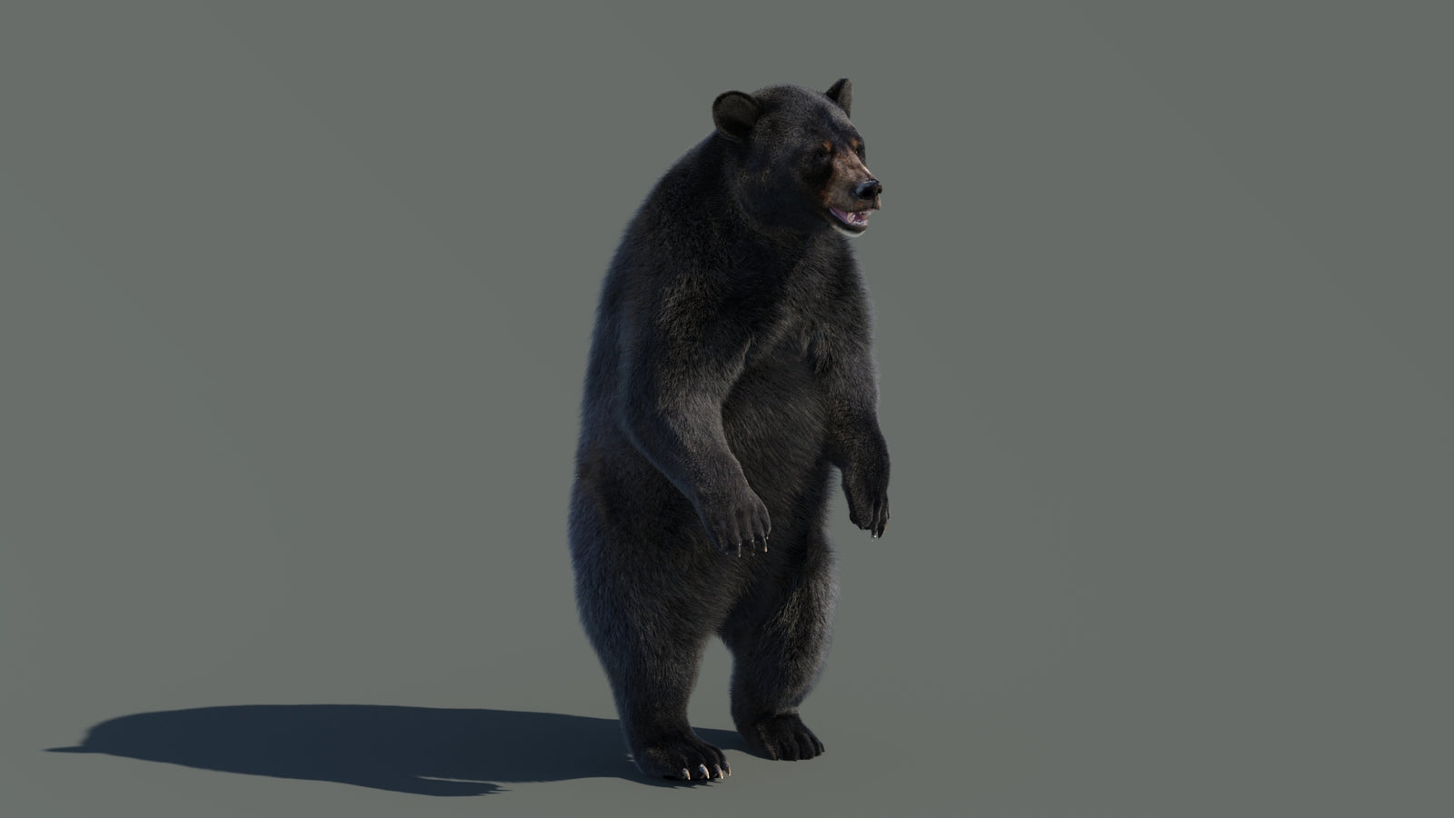 Animated Black Bear 3D Model with Fur Advanced 360° view 4 frame 44