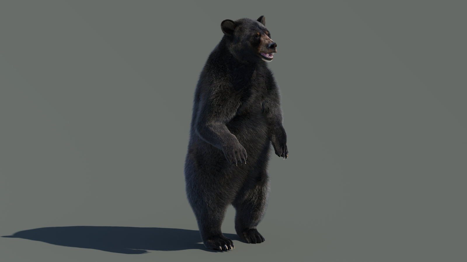 Animated Black Bear 3D Model with Fur Advanced 360° view 4 frame 50