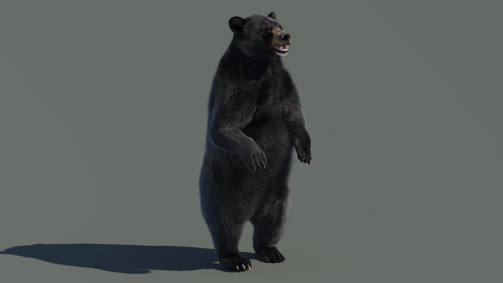 Animated Black Bear 3D Model with Fur Advanced 360° view 4 frame 55