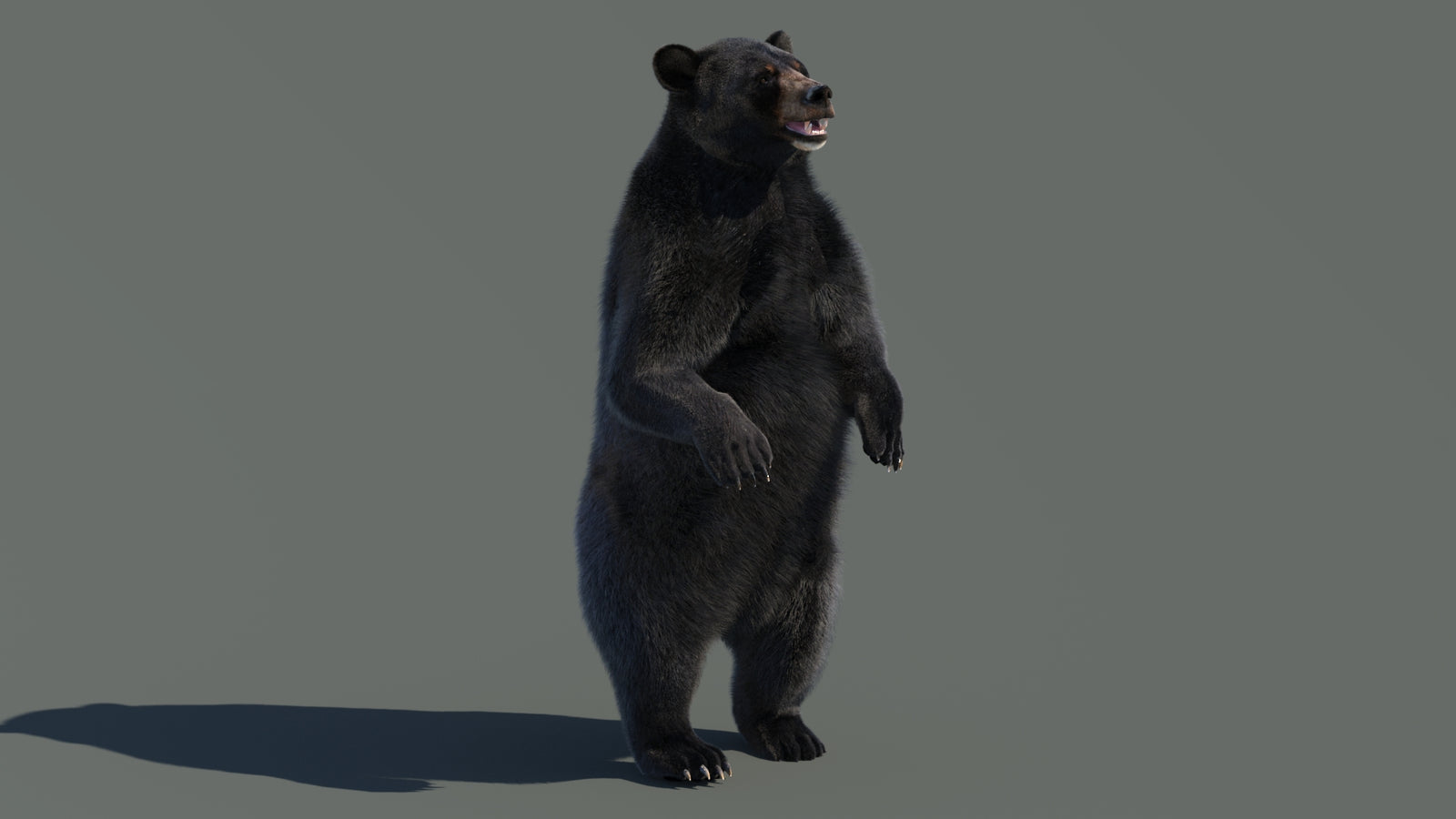 Animated Black Bear 3D Model with Fur Advanced 360° view 4 frame 57