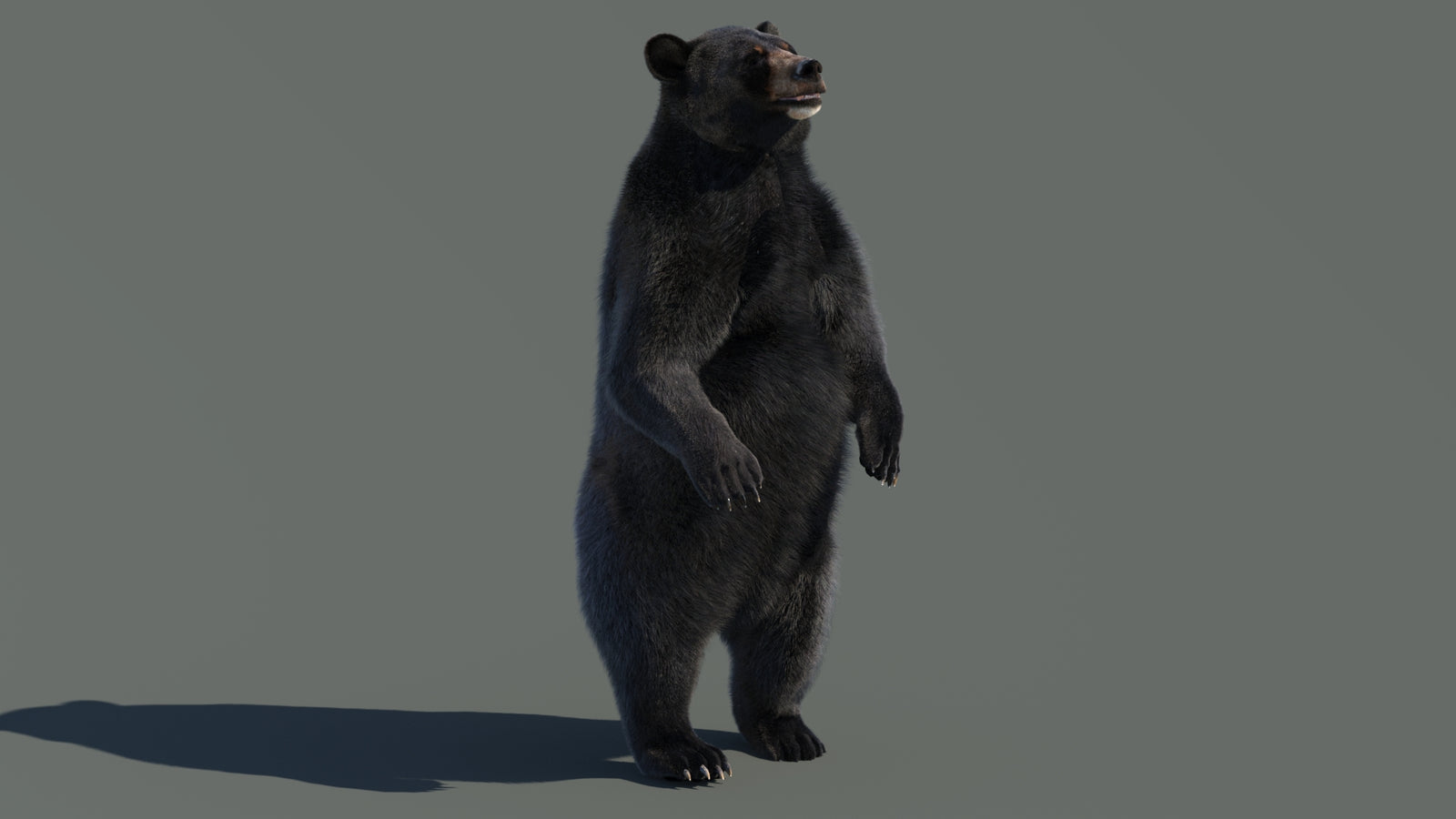 Animated Black Bear 3D Model with Fur Advanced 360° view 4 frame 68