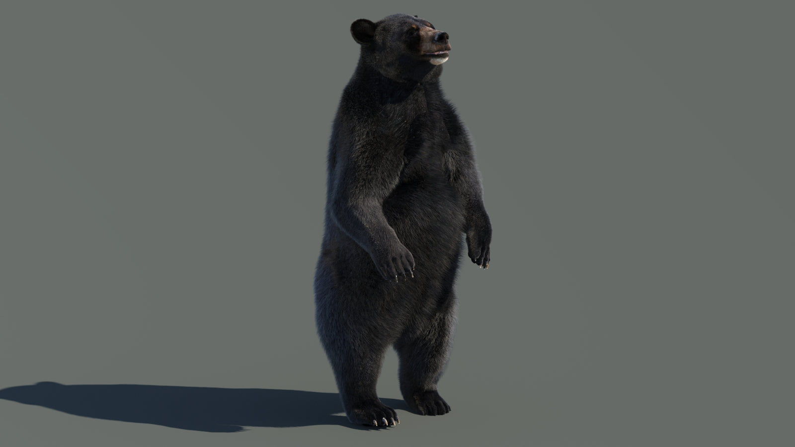 Animated Black Bear 3D Model with Fur Advanced 360° view 4 frame 71