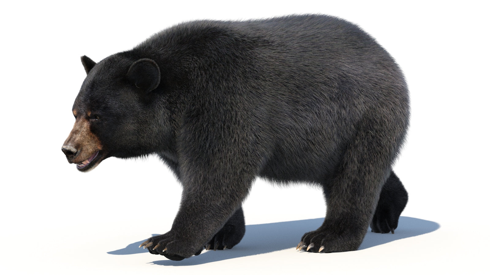 Animated Black Bear 3D Model with Fur Advanced 360° view 2 frame 2
