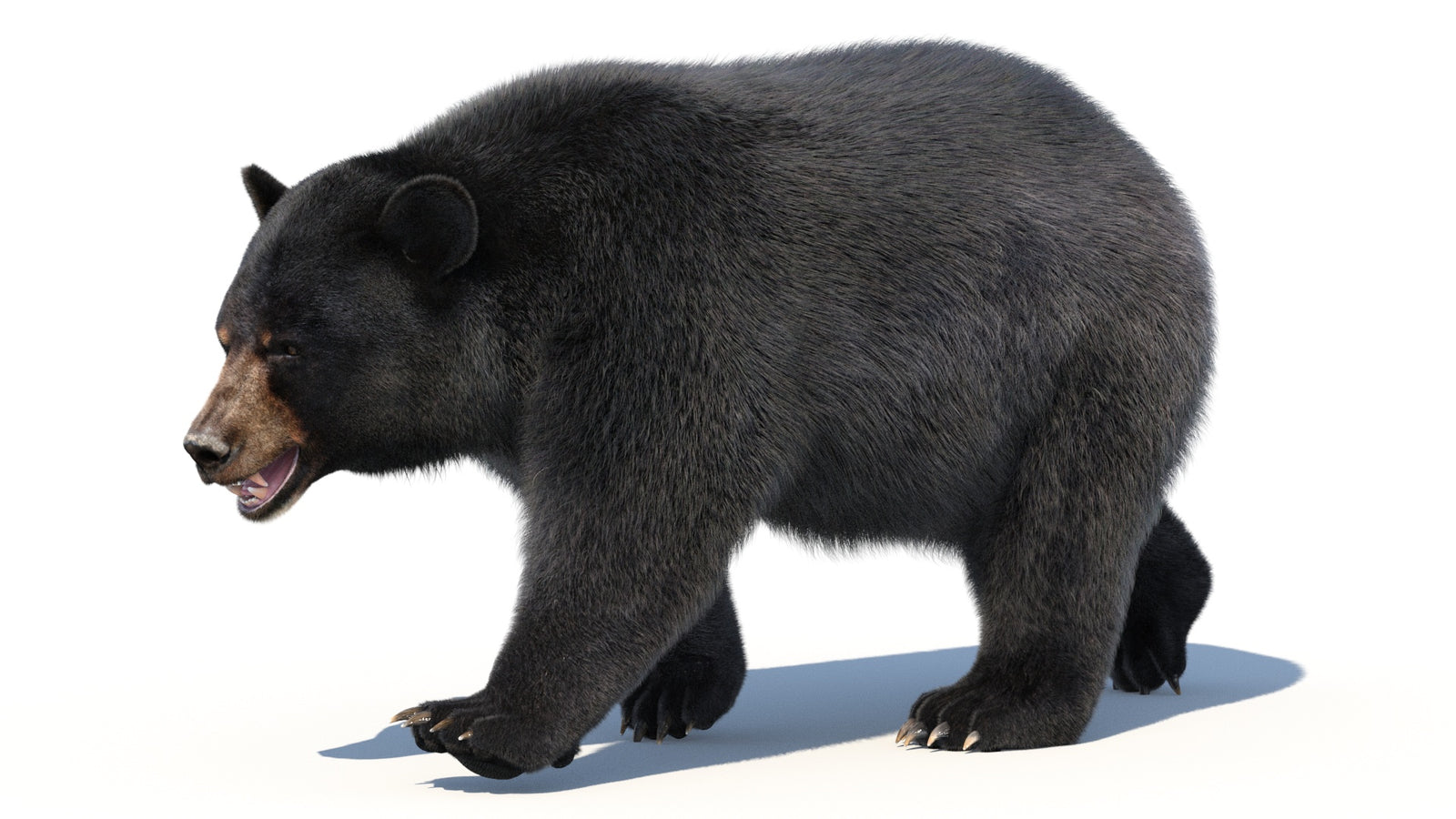 Animated Black Bear 3D Model with Fur Advanced 360° view 2 frame 3