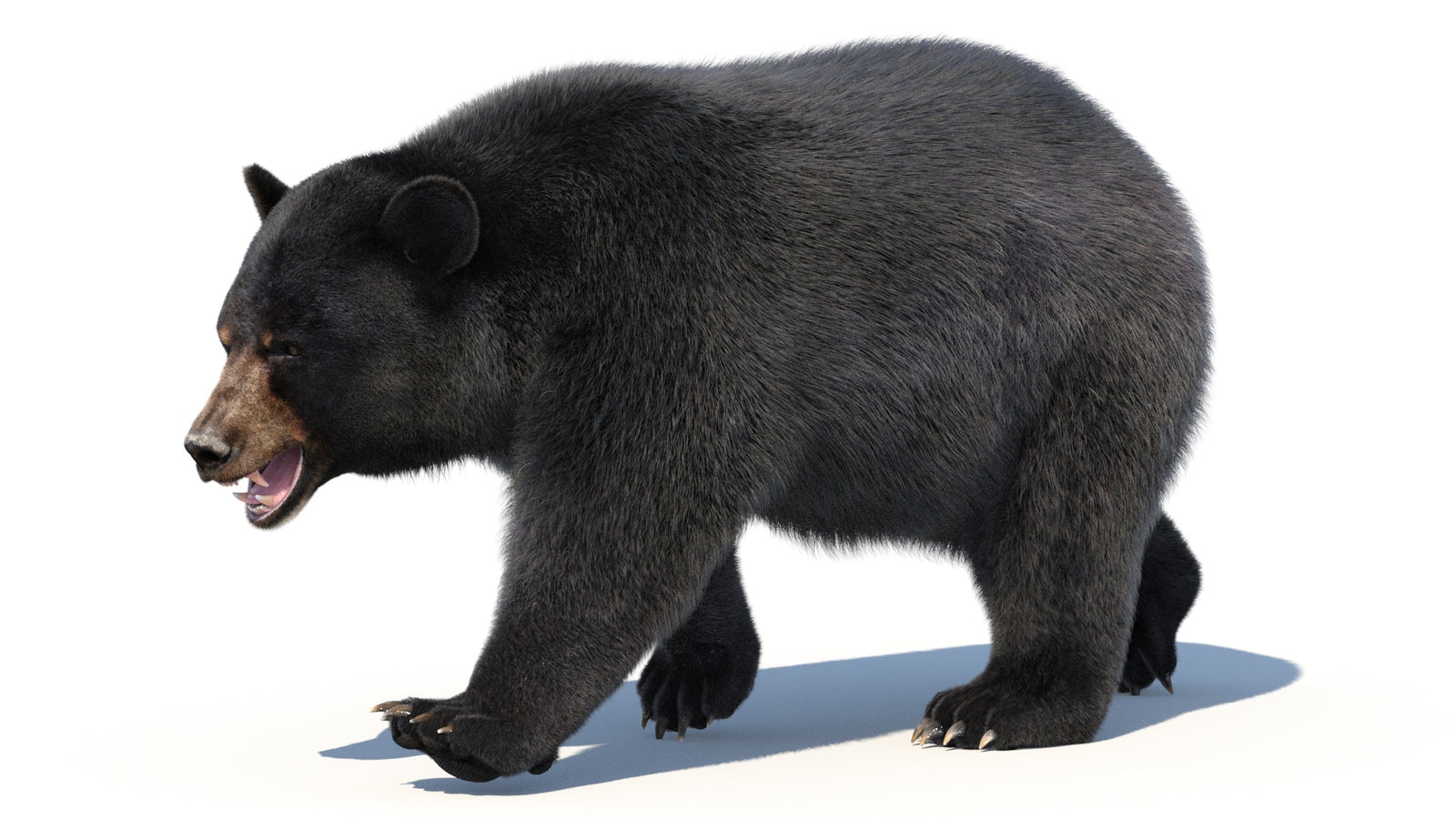 Animated Black Bear 3D Model with Fur Advanced 360° view 2 frame 4