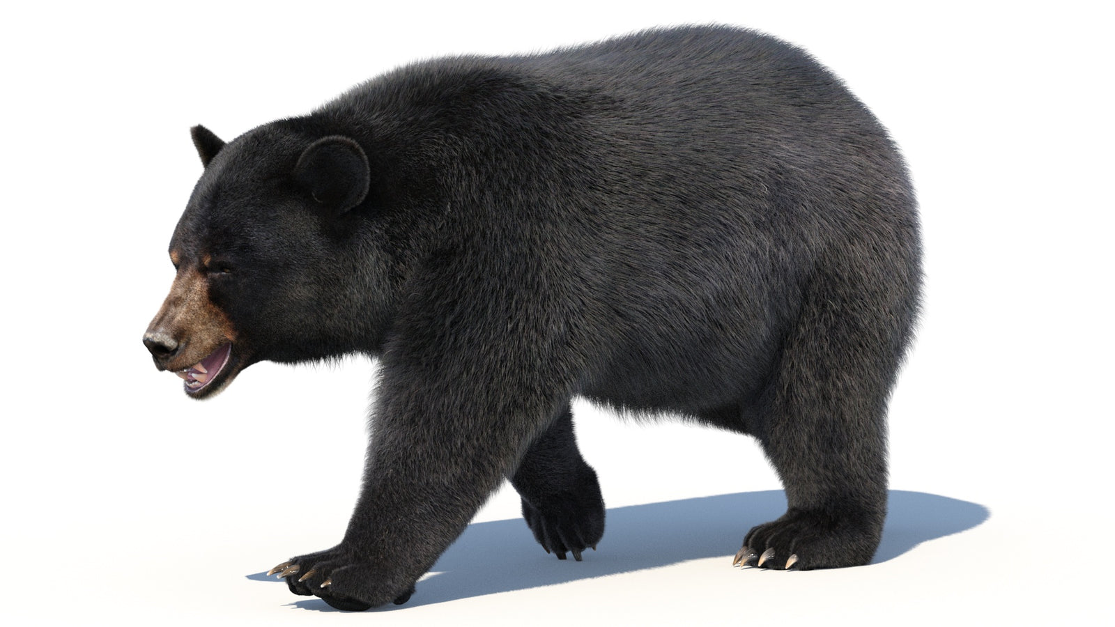 Animated Black Bear 3D Model with Fur Advanced 360° view 2 frame 7