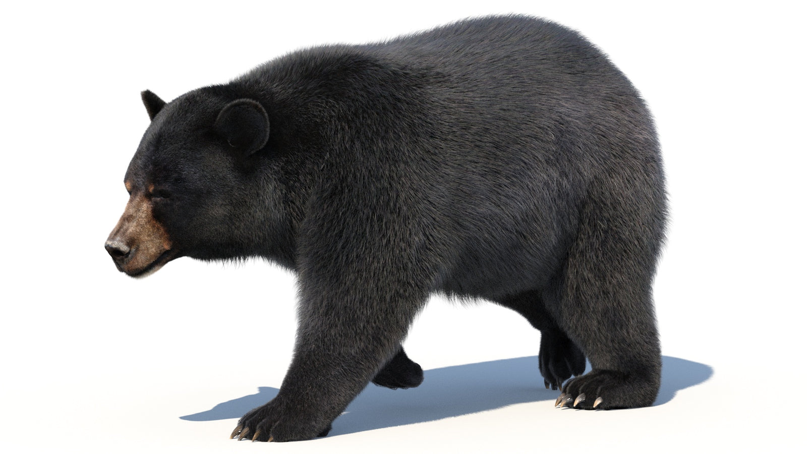 Animated Black Bear 3D Model with Fur Advanced 360° view 2 frame 10
