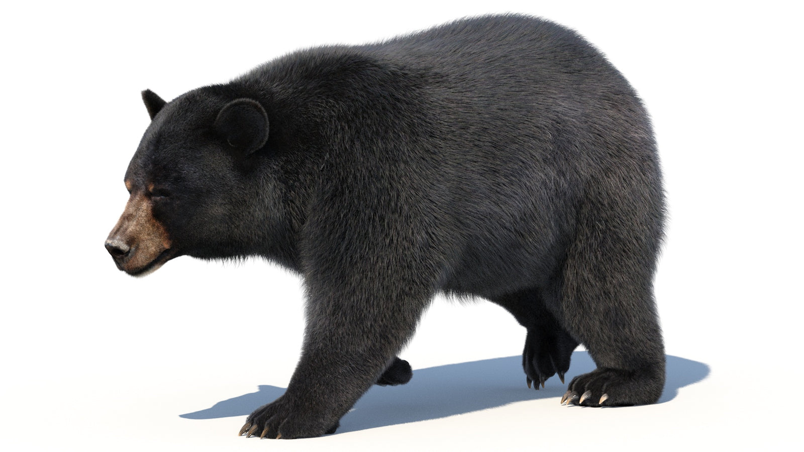 Animated Black Bear 3D Model with Fur Advanced 360° view 2 frame 11