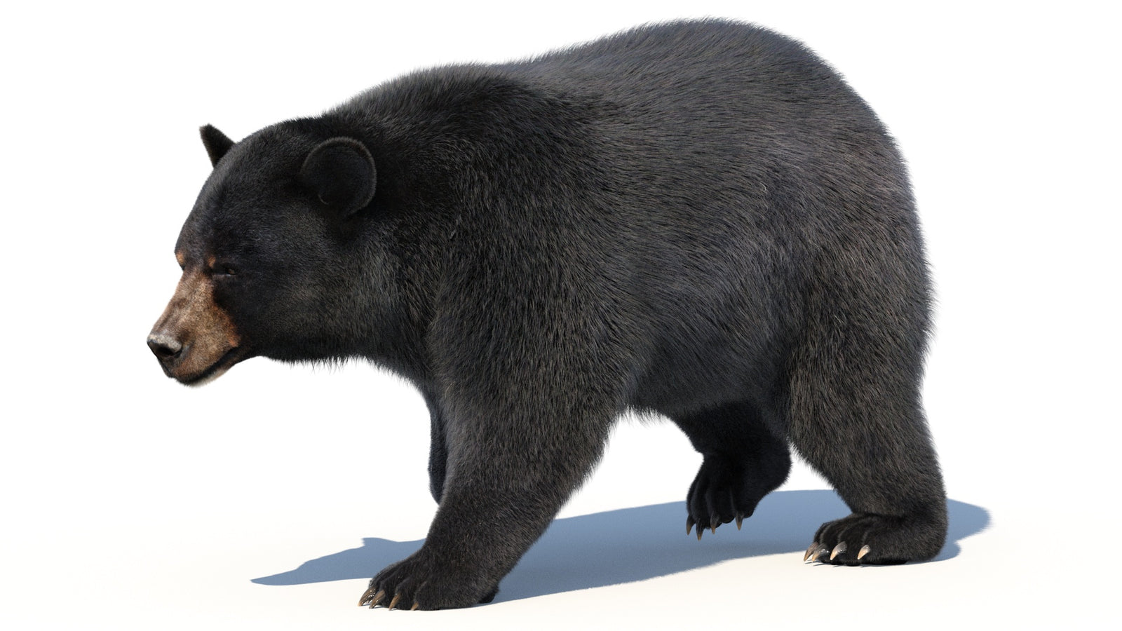 Animated Black Bear 3D Model with Fur Advanced 360° view 2 frame 13
