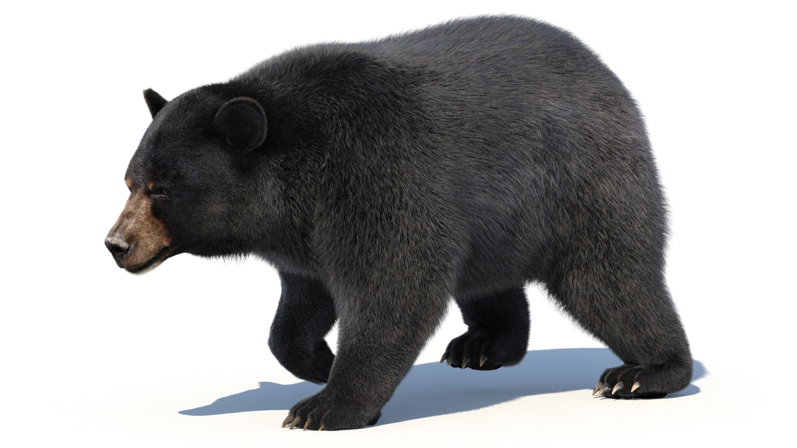 Animated Black Bear 3D Model with Fur Advanced 360° view 2 frame 16