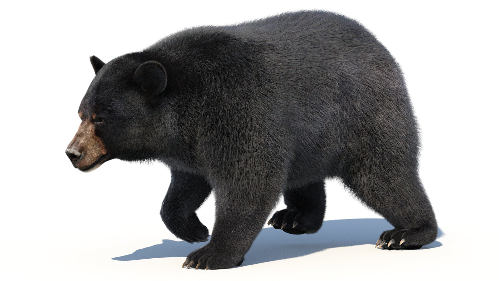 Animated Black Bear 3D Model with Fur Advanced 360° view 2 frame 17