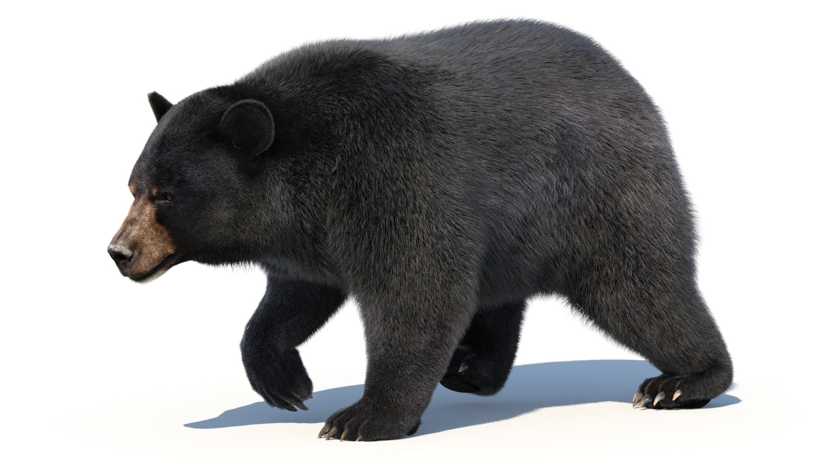 Animated Black Bear 3D Model with Fur Advanced 360° view 2 frame 19