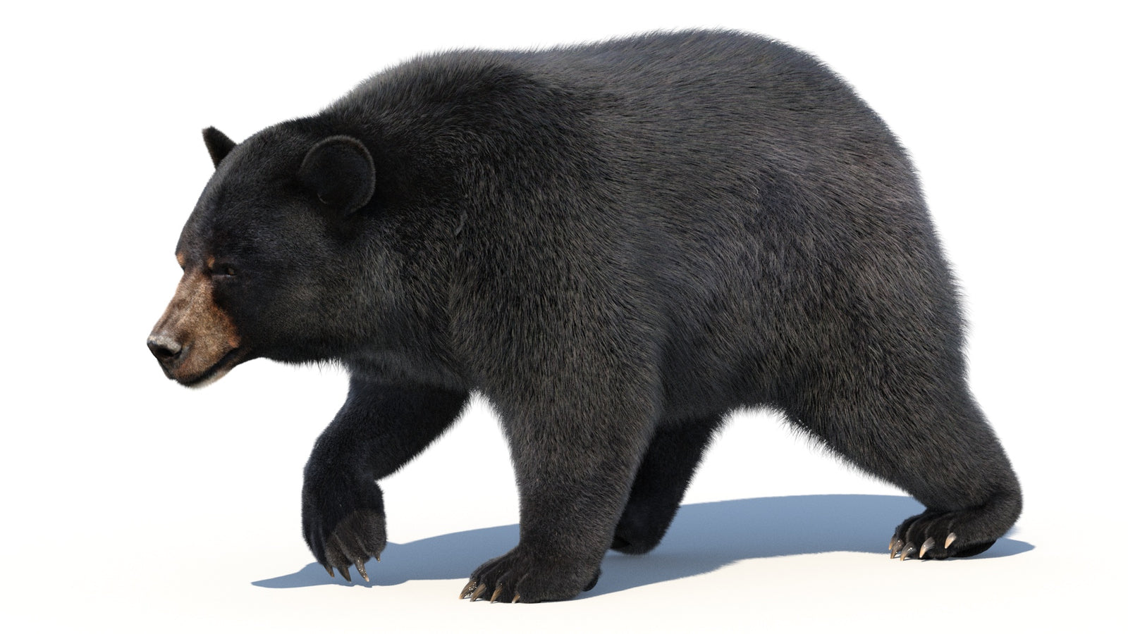Animated Black Bear 3D Model with Fur Advanced 360° view 2 frame 21