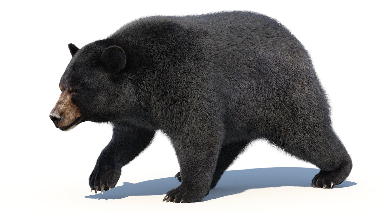 Animated Black Bear 3D Model with Fur Advanced 360° view 2 frame 23