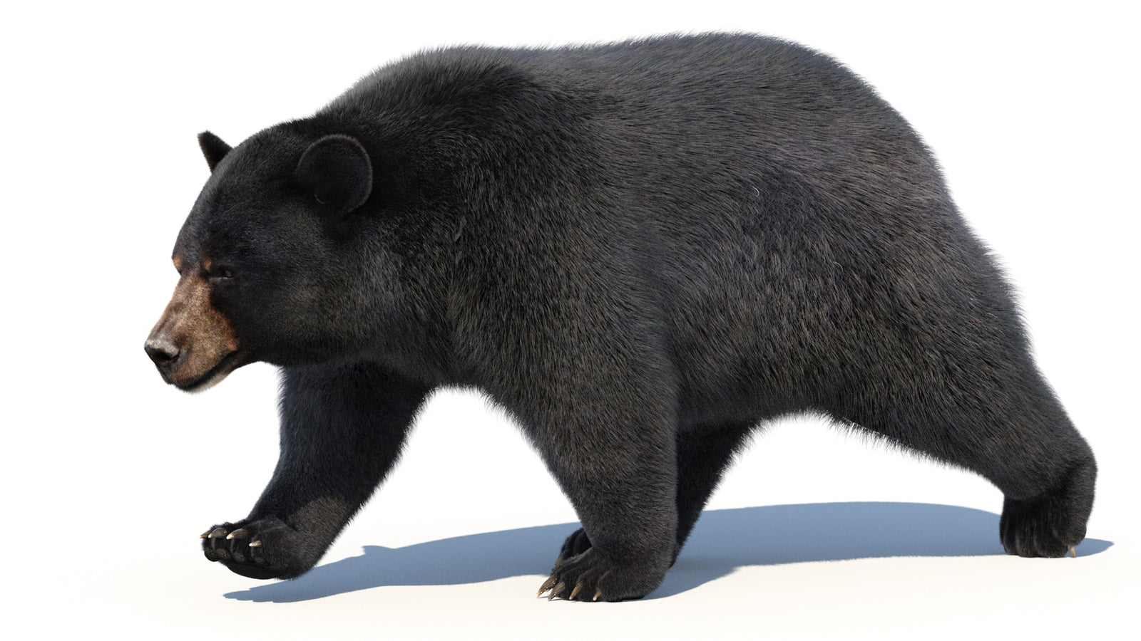 Animated Black Bear 3D Model with Fur Advanced 360° view 2 frame 27