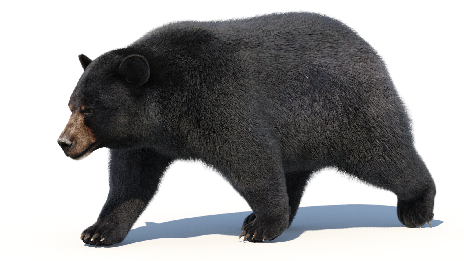 Animated Black Bear 3D Model with Fur Advanced 360° view 2 frame 30