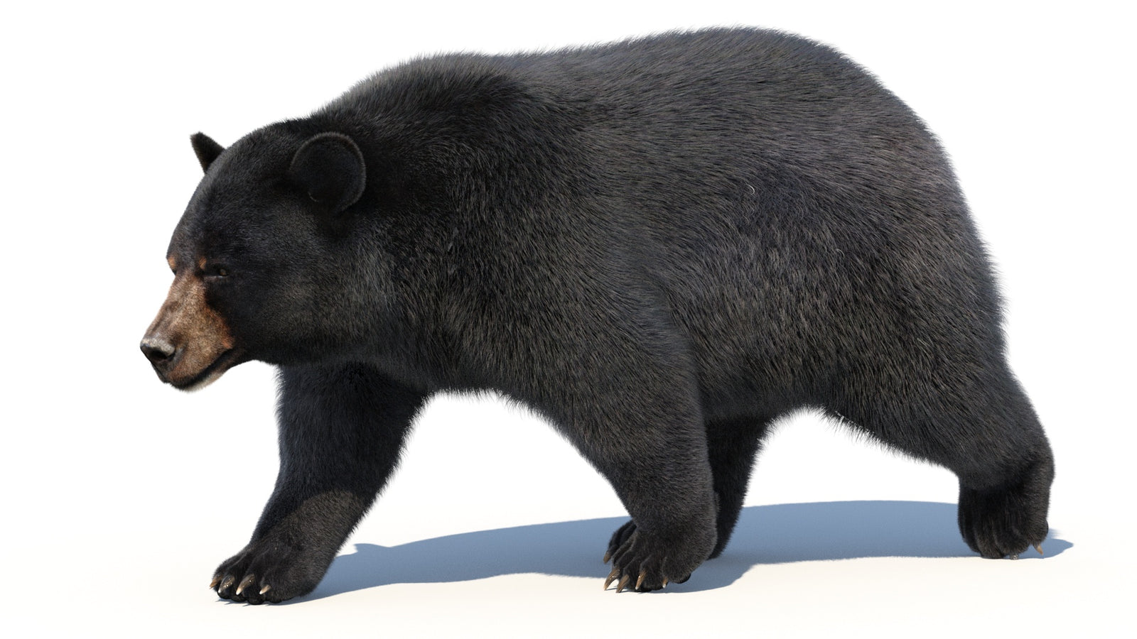 Animated Black Bear 3D Model with Fur Advanced 360° view 2 frame 31