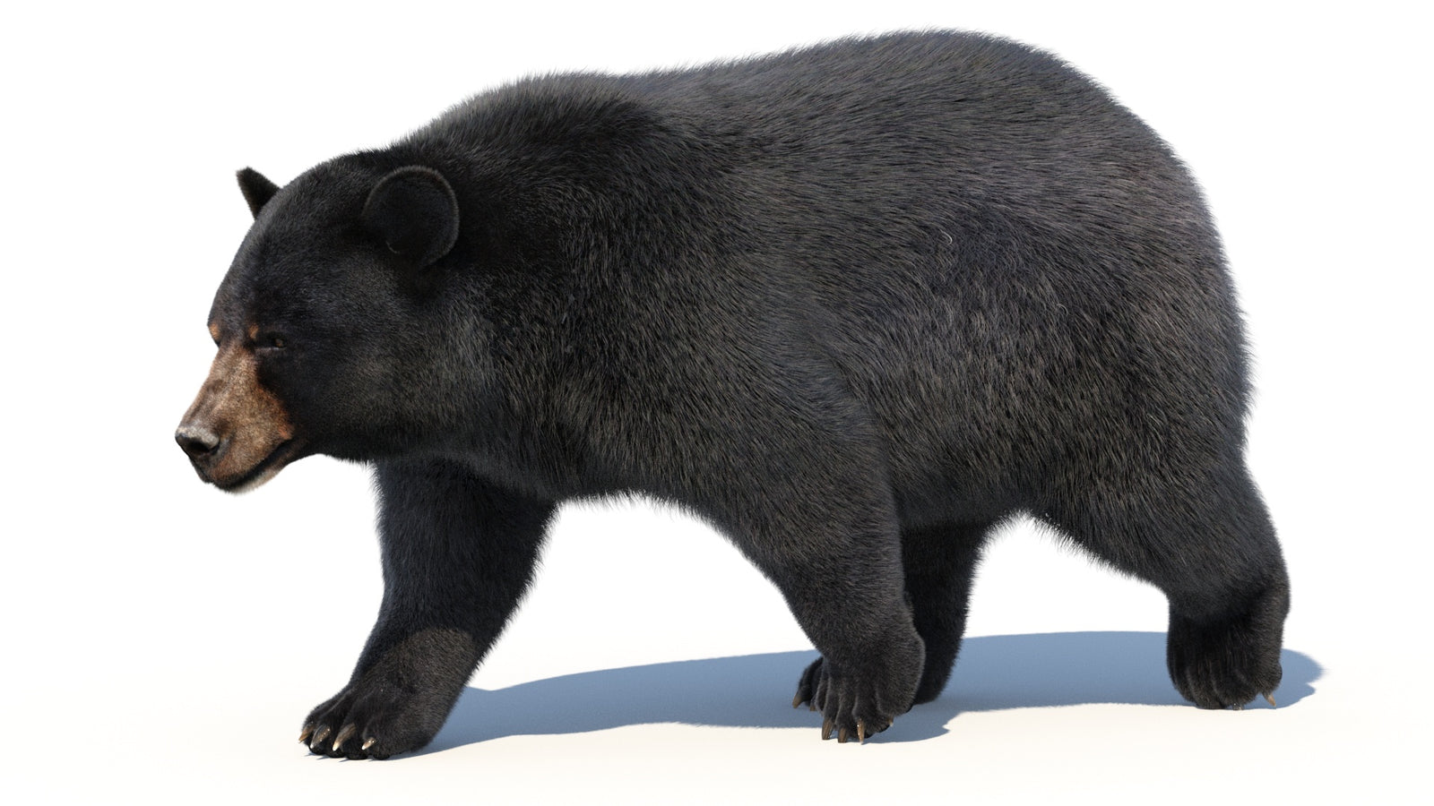 Animated Black Bear 3D Model with Fur Advanced 360° view 2 frame 33
