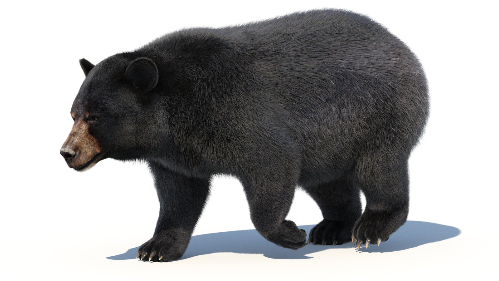Animated Black Bear 3D Model with Fur Advanced 360° view 2 frame 39