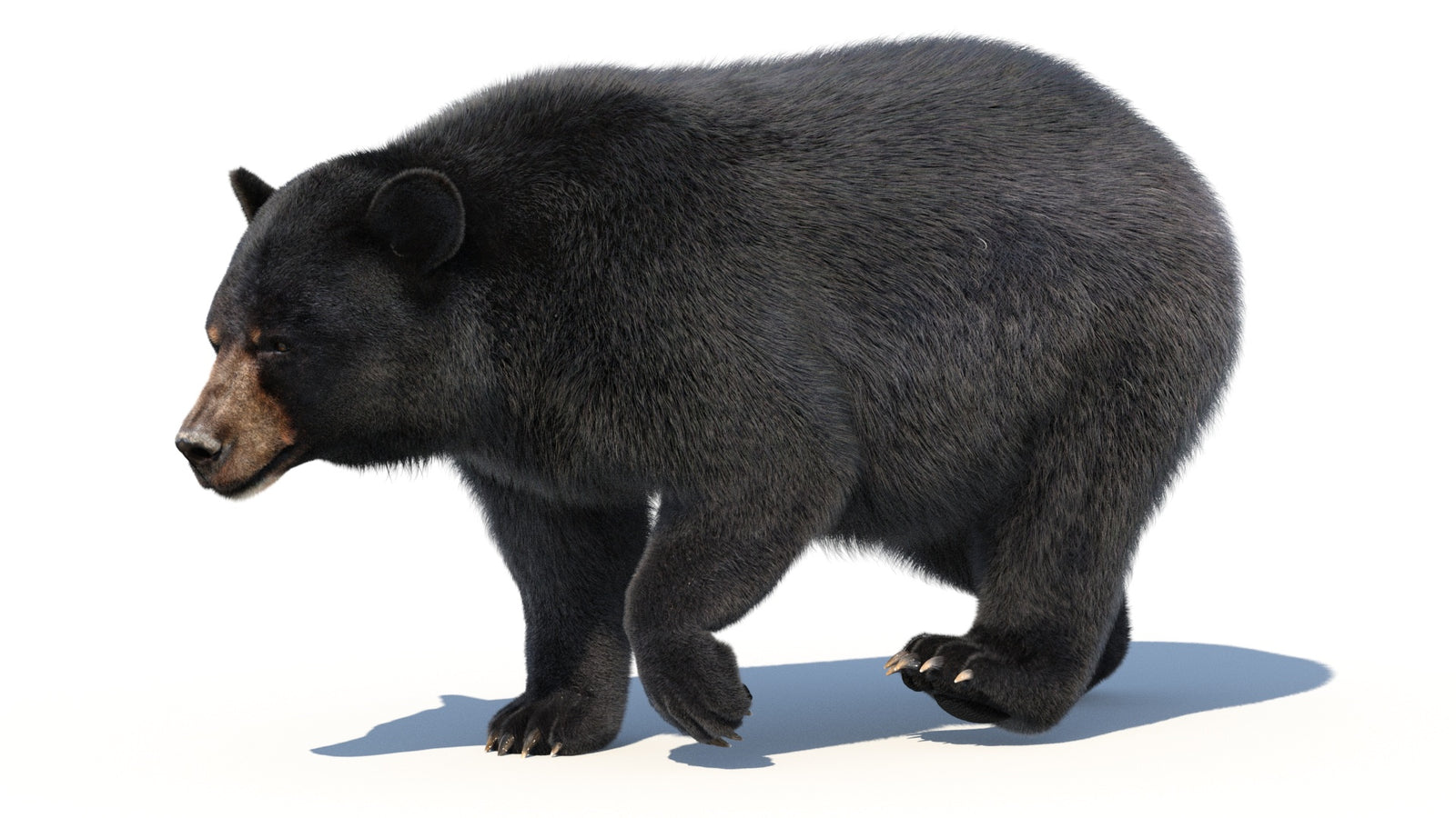 Animated Black Bear 3D Model with Fur Advanced 360° view 2 frame 45