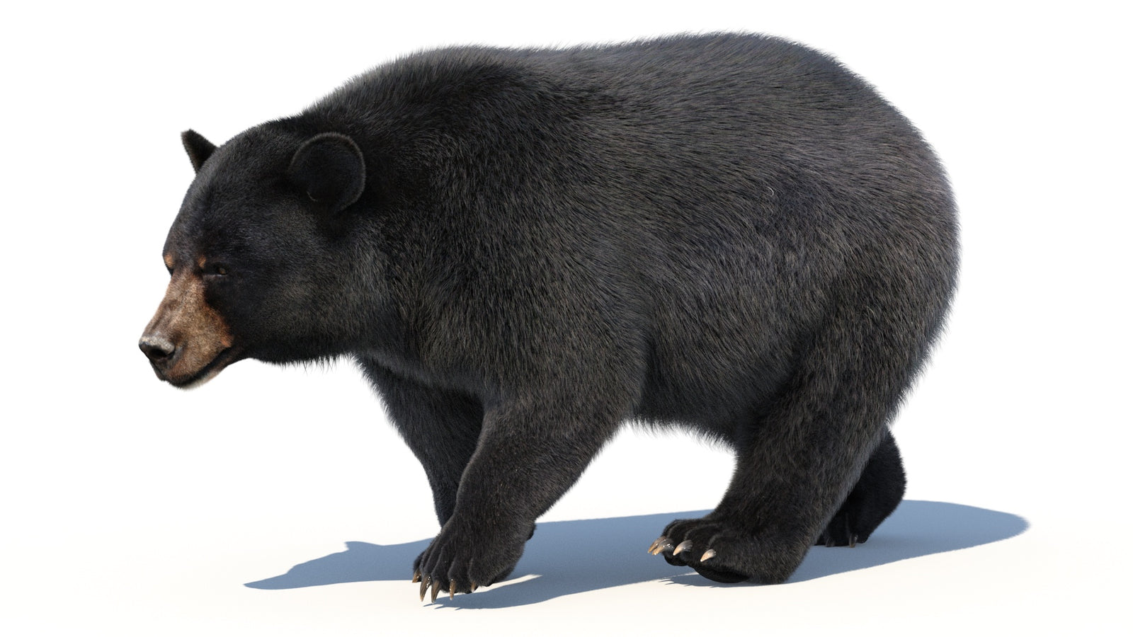 Animated Black Bear 3D Model with Fur Advanced 360° view 2 frame 48