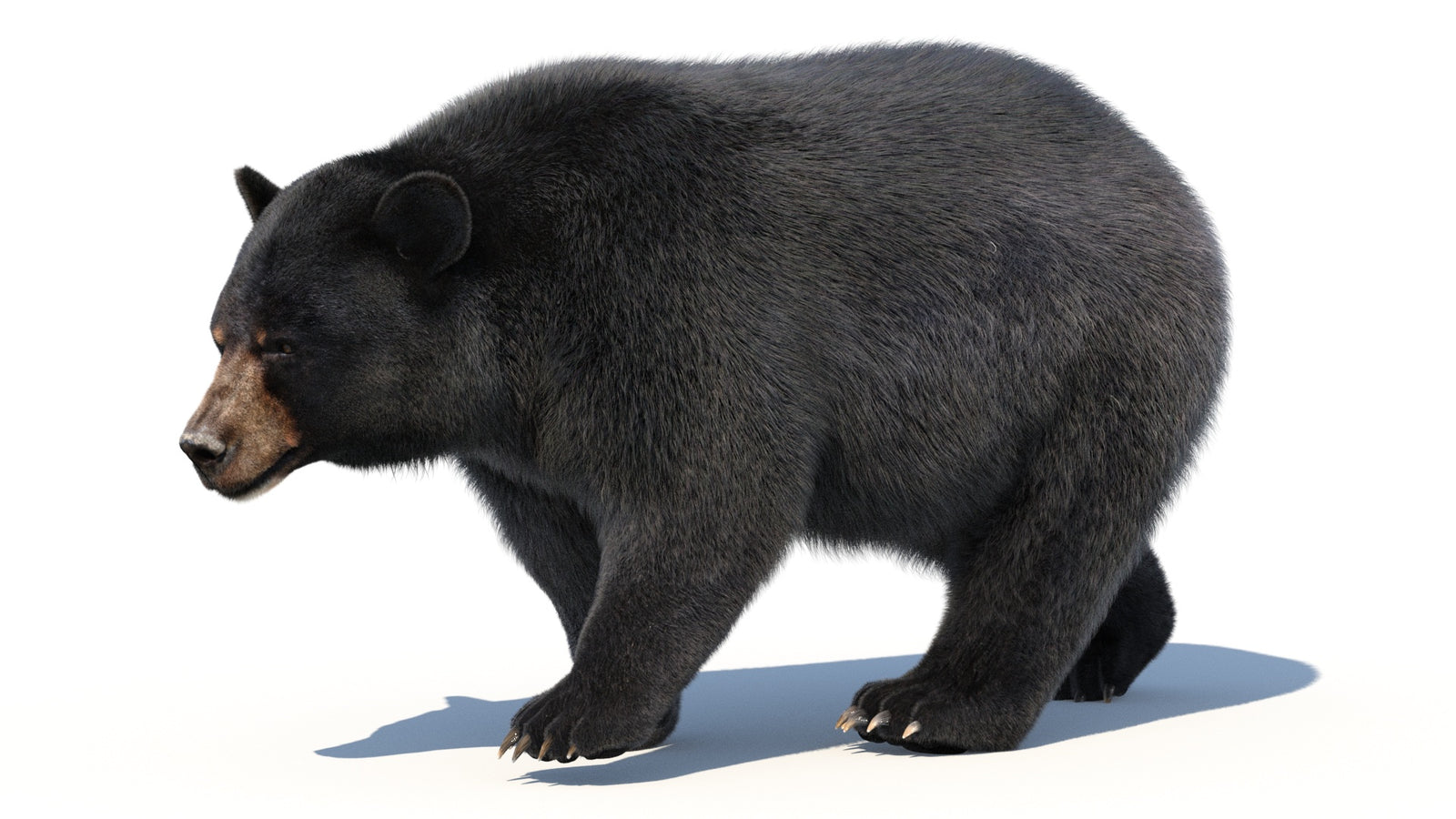 Animated Black Bear 3D Model with Fur Advanced 360° view 2 frame 49