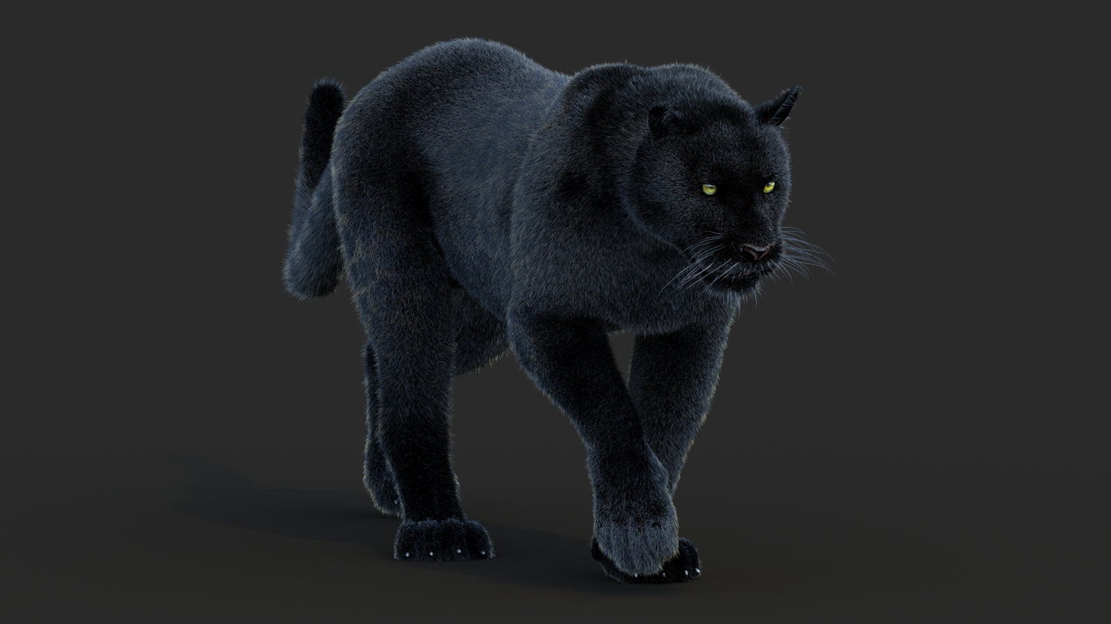 Animated Black Panther Animal 3D Model with Fur 360° view 2 frame 2