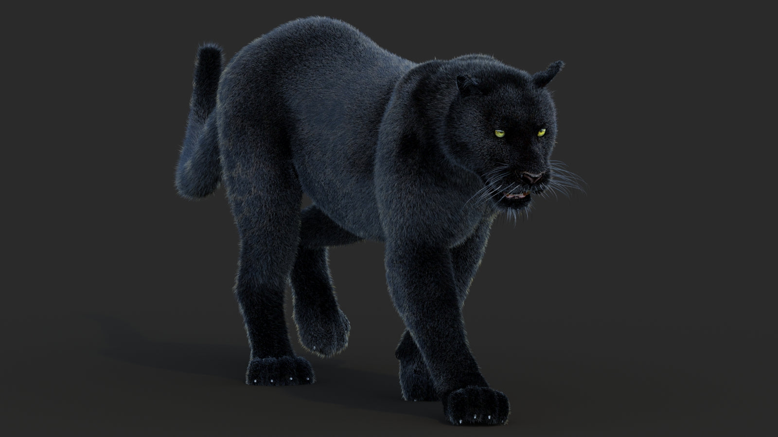 Animated Black Panther Animal 3D Model with Fur 360° view 2 frame 9